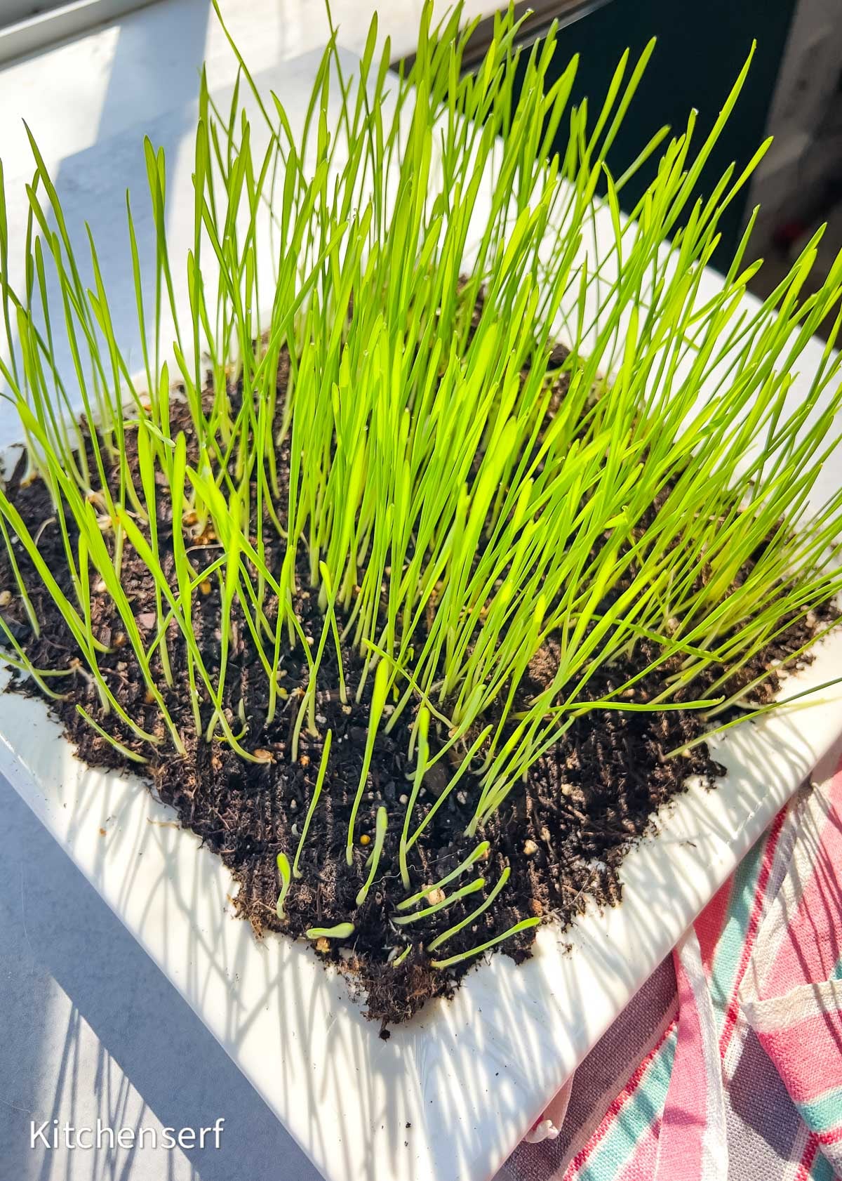 Bright green grass growing densely in soil on a white tray, sunlight shining on them.